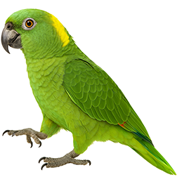 Yellow-naped Amazon